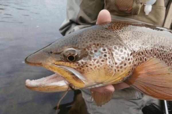 用路亞餌在夏洛特港提供世界級的輕釣行動