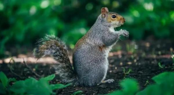 多次發現龍眼樹上有松鼠，原來松鼠竟然是來龍眼樹上吃石斛的