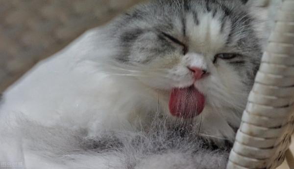 貓咪哪些行為告訴你它需要陪伴了? 貓咪哪些行為告訴你它需要陪伴了?