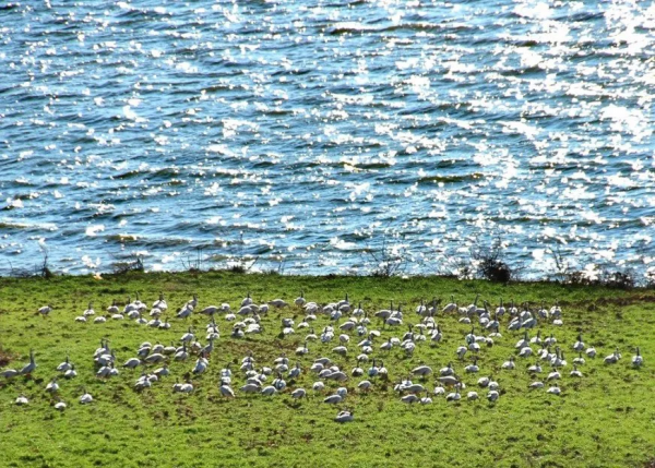 南國的樹葉，北國的白雪，這麼美的季節，怎忍心辜負？出發吧
