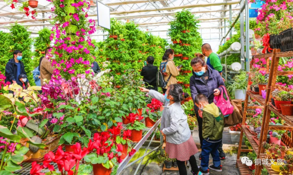 新春來賞花，感受春的氣息