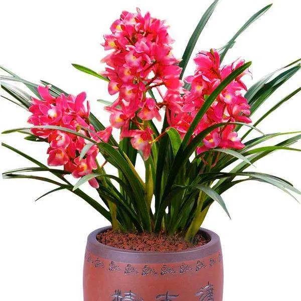 分享圖片：大紅精品蘭花66款