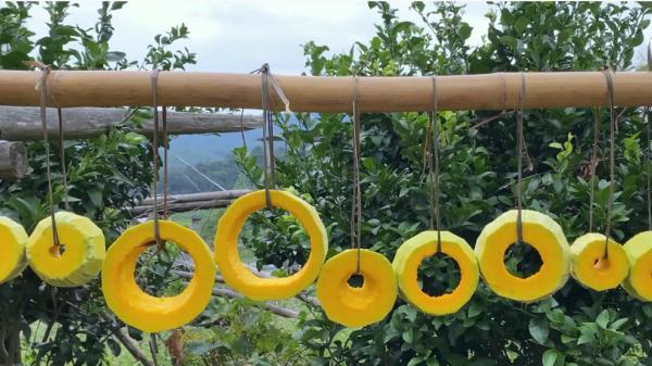 這7種曬乾更香的廉價蔬菜，冬天燉肉特過癮，太香了，放1年也不壞