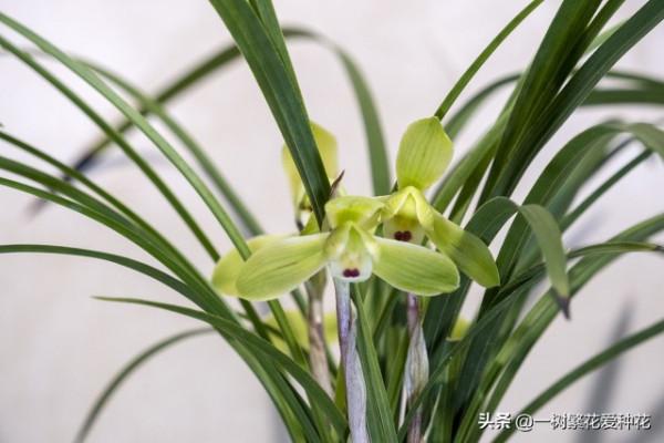 6種北方不適合養的花卉，環境、技術不到位容易死