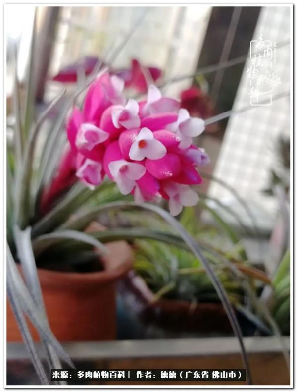 廣東的多肉陽臺:生命不息,折騰不止 廣東的多肉陽臺:生命不息,折騰不止