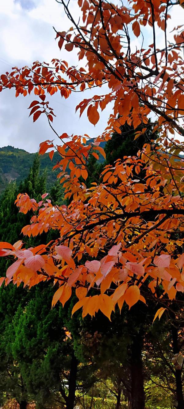 2021逐秋川西北，大愛身邊的秋紅