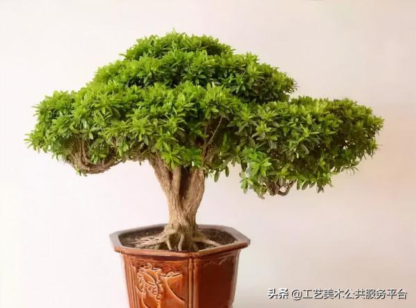 各類常見盆景,所代表的寓意 各類常見盆景,所代表的寓意