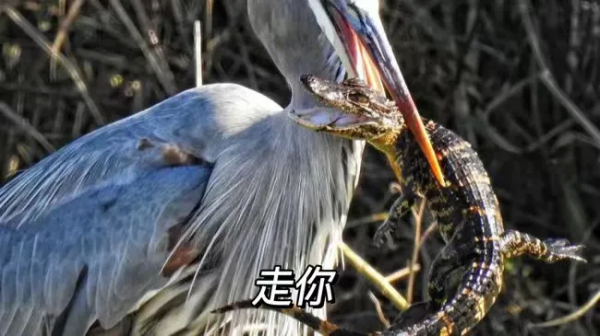 小科普 &vert; 鳥類&OpenCurlyDoubleQuote;扮豬吃老虎&rdquo;行為大賞