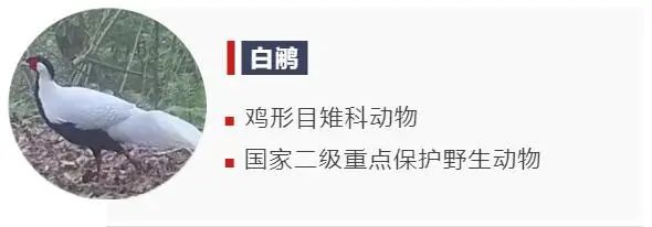 動物們的溫情瞬間,你被哪個所打動? 動物們的溫情瞬間,你被哪個所打動?