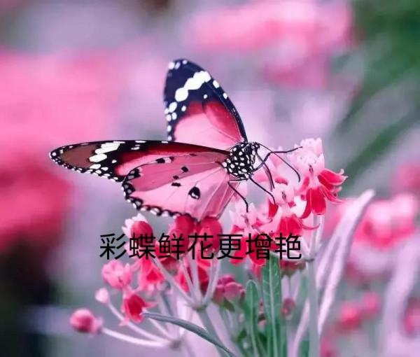 蝶戀花（組詩）