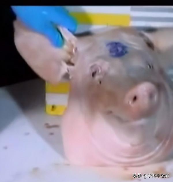 喜歡向天開槍慶祝,掉回地面的子彈會傷到人嗎?用實驗說明 喜歡向天開槍慶祝,掉回地面的子彈會傷到人嗎?用實驗說明