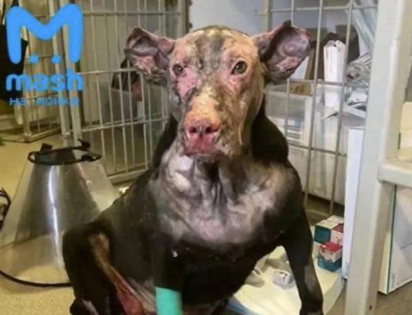 懷孕狗狗衝進火場救出主人，結果卻被遺棄：醫療費用實在太高了