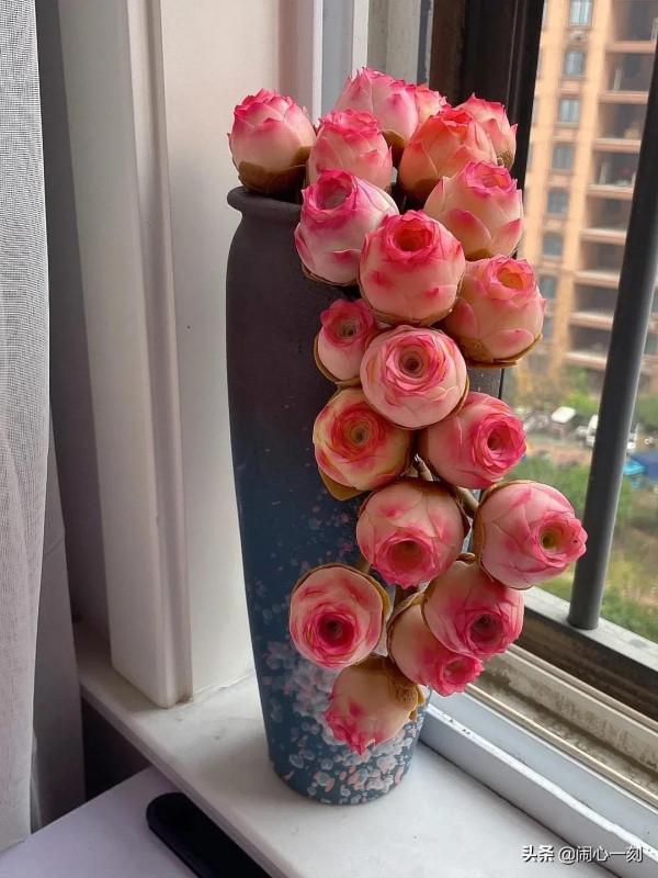 分享&mdash;&mdash;玫瑰多肉