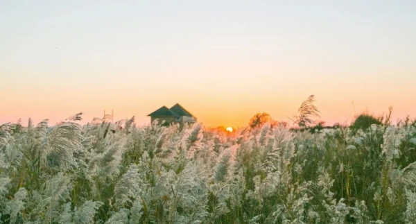 再不去看就晚了！山東6個小眾又絕美的賞蘆勝地，濃縮了整個冬日的浪漫！