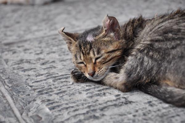 殘忍!流浪貓被外賣員狠摔4下,摔完再踩3腳!到底是什麼人虐貓? 殘忍!流浪貓被外賣員狠摔4下,摔完再踩3腳!到底是什麼人虐貓?