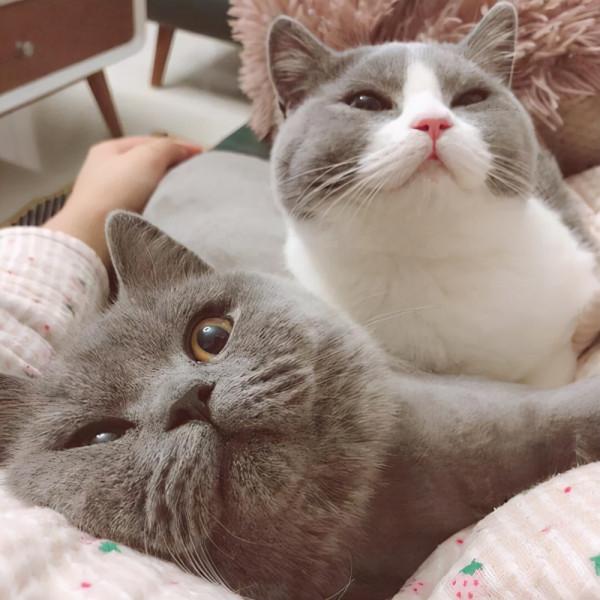 為什麼“英短”比“美短”受歡迎？原來是這幾點原因