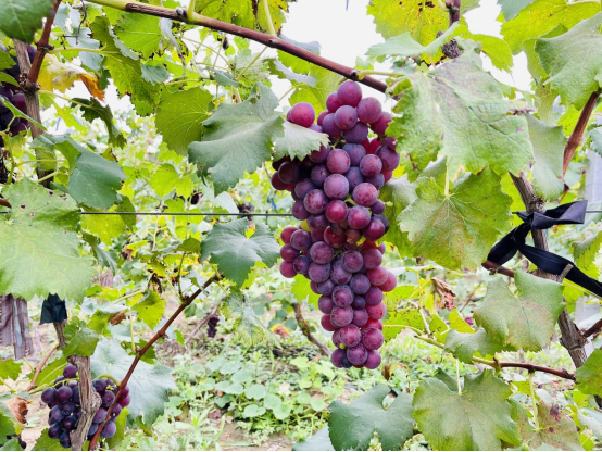 問到何時葡萄先熟透?你已無需再靜候,豐收月份來這裡…… 問到何時葡萄先熟透?你已無需再靜候,豐收月份來這裡……