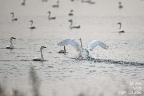 龍感湖的小天鵝 圖文/葉 樺