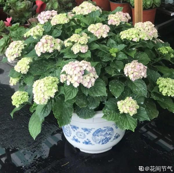 家裡光照不足,就養這2種精靈花,耐陰花期長,皮實好養 家裡光照不足,就養這2種精靈花,耐陰花期長,皮實好養