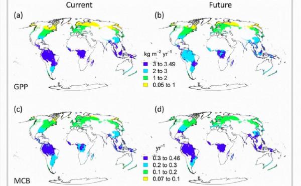 溫度上升將導致原始森林地上生物量大幅下降