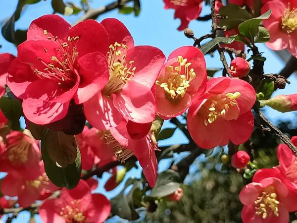 “海棠三姐妹”的繁殖與栽培管理