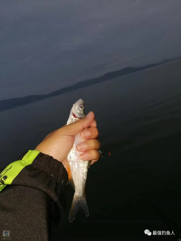 我只要想著去釣小鯽魚,沒準就會遇到大板鯽 我只要想著去釣小鯽魚,沒準就會遇到大板鯽