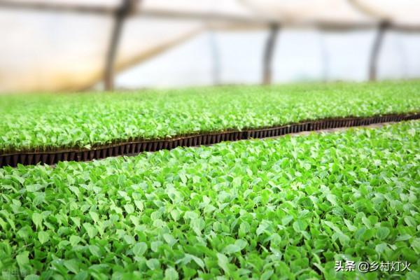 這些蔬菜只需要20天左右就能收穫，你知道嗎？