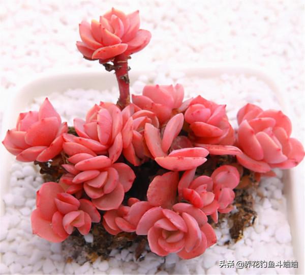 多肉秀妍是“爆崽小能手”，注意這三點，就可以輕輕鬆鬆變群生