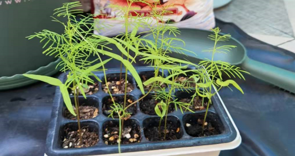 這種植物開花像“星星”，育苗養護多注意些，越長越旺盛