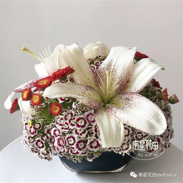 迷蝶香妃石竹梅 · 團花如雲