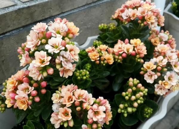 容易因多澆水而死的“10種花”，想要養好，管住手，少澆水