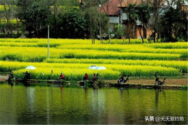 春釣鯽魚如同“趕場”,記住3個變化規律,什麼水面都能爆護 春釣鯽魚如同“趕場”,記住3個變化規律,什麼水面都能爆護