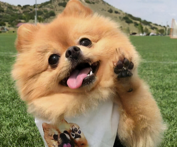 博美過得“幸福”與否，從這5點可以看出