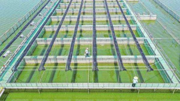 浙江農業“雙強”行動結碩果 一年育成47個新品種