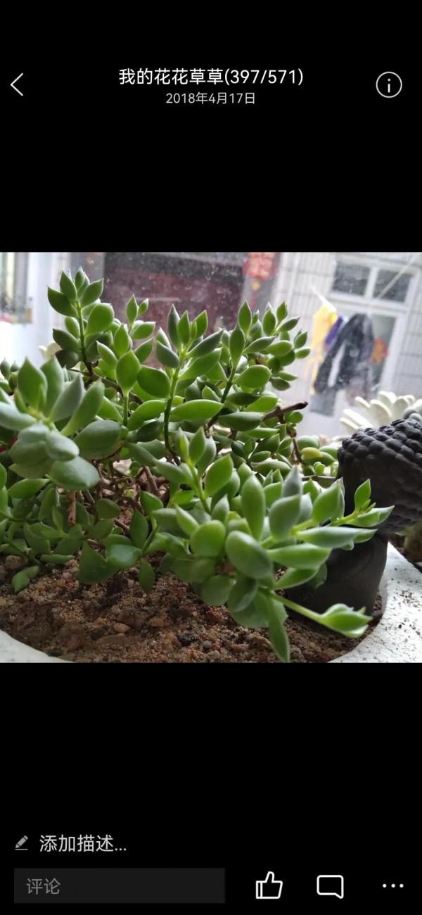 四年的達摩福娘,看她是怎樣一年一年蛻變的 四年的達摩福娘,看她是怎樣一年一年蛻變的