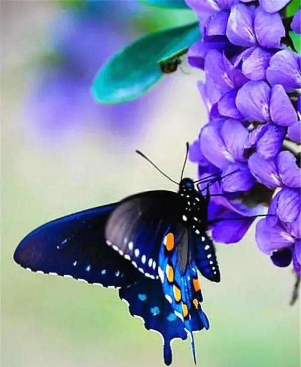 你的眼睛是一首美麗的詩