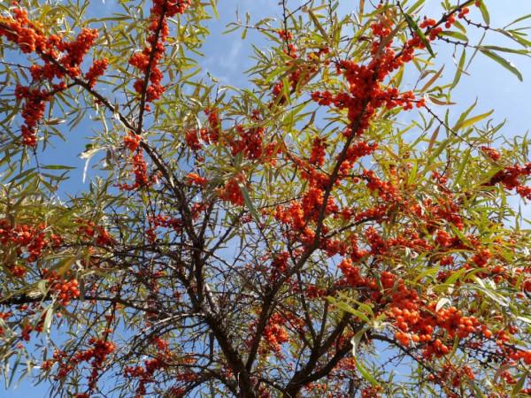 山丹:“沙棘果果”醉深秋 山丹:“沙棘果果”醉深秋