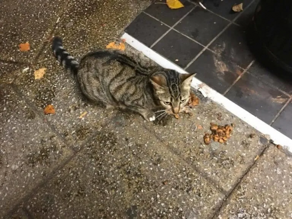 ​貓咪喜歡去超市閒逛，常被誤以為是流浪貓，路人的反應太暖心