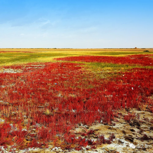 青海的秋天看這裡