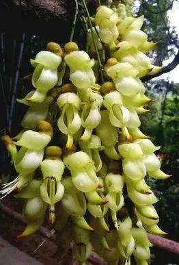 朱雀花（別名白花油麻藤）