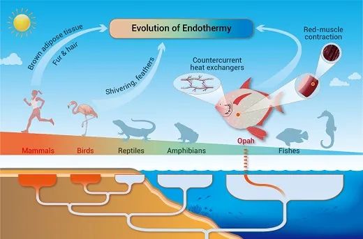 研究揭示海洋魚類恆溫演化與環境適應機制