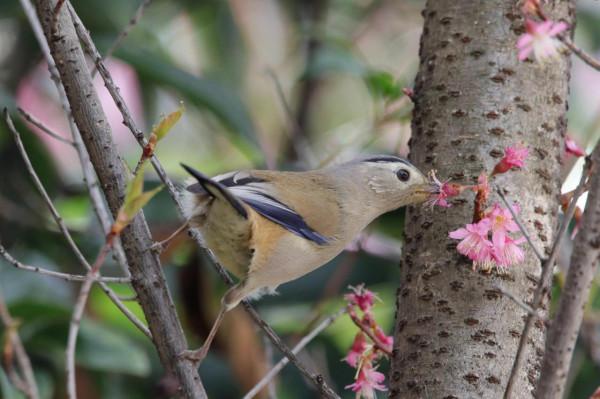 校園裡的鳥 校園裡的鳥