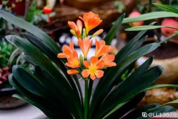 人養花,花也養人,這15種花,越養家裡越乾淨 人養花,花也養人,這15種花,越養家裡越乾淨