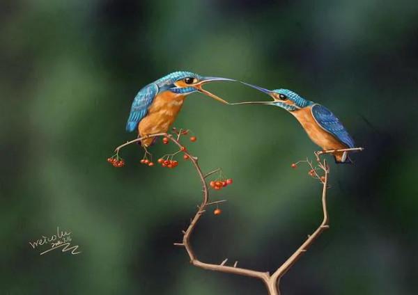 60多張雙比翼鳥圖欣賞