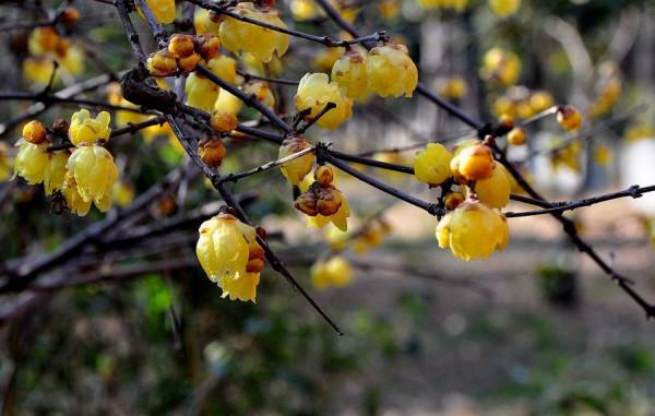 養這3種冬天花,狠心凍一凍,開花反而更旺 養這3種冬天花,狠心凍一凍,開花反而更旺
