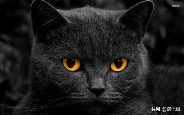 可以看到靈魂的動物，你知道幾種？