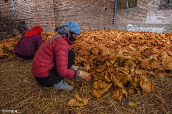 青海村民花銷10萬祈福,宴請千人制作炸饃饃,全村2000多人共享用 青海村民花銷10萬祈福,宴請千人制作炸饃饃,全村2000多人共享用