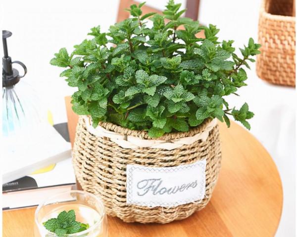 適合養在“臥室”裡的綠植，淨化空氣，助睡眠