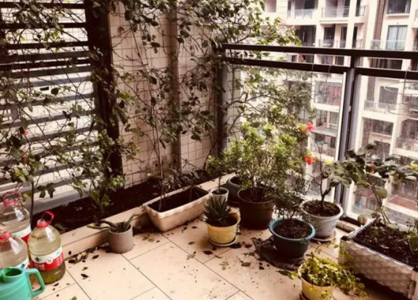 養花該不該買營養土？嫌貴自己配，不能少了這3樣東西