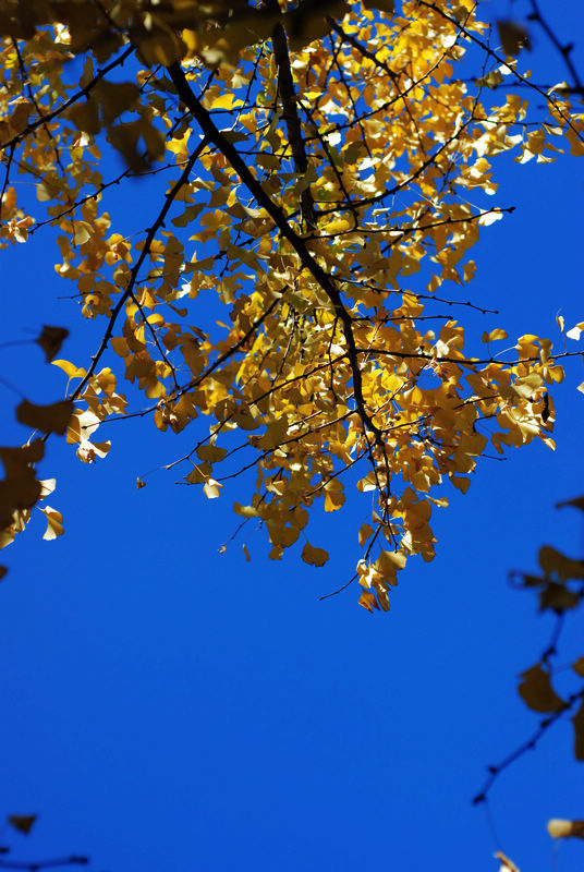 陽光明媚的騰衝市2